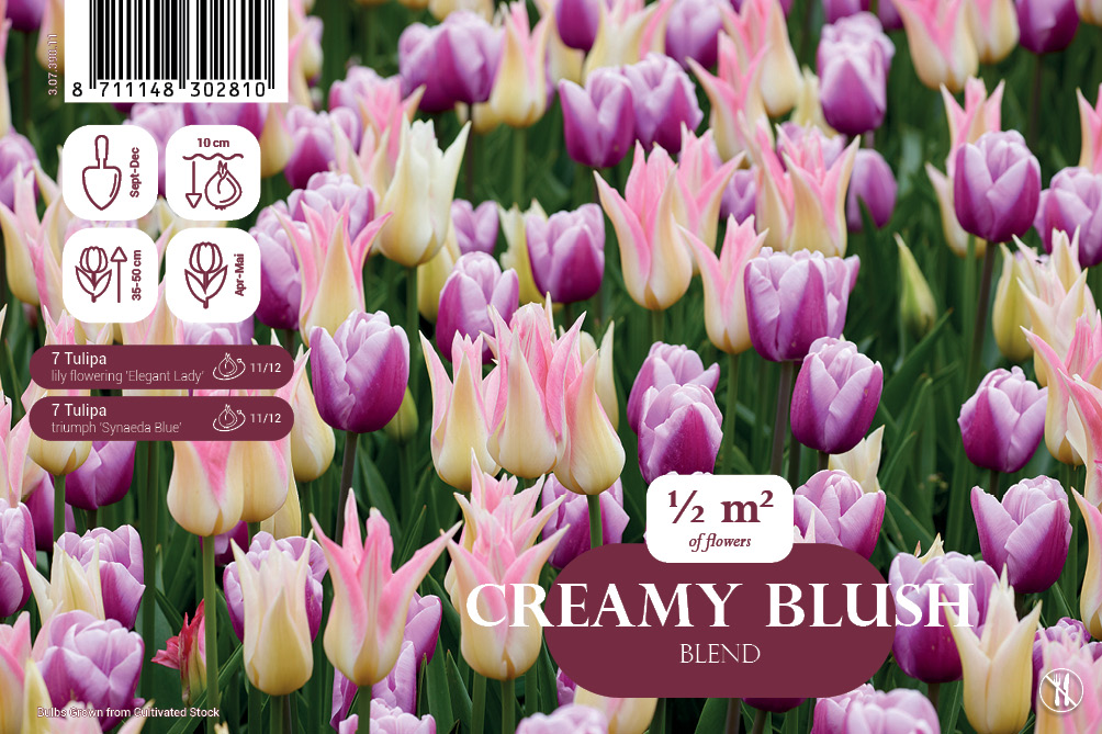 Tulpju maisījums Creamy Blush 14 gab.