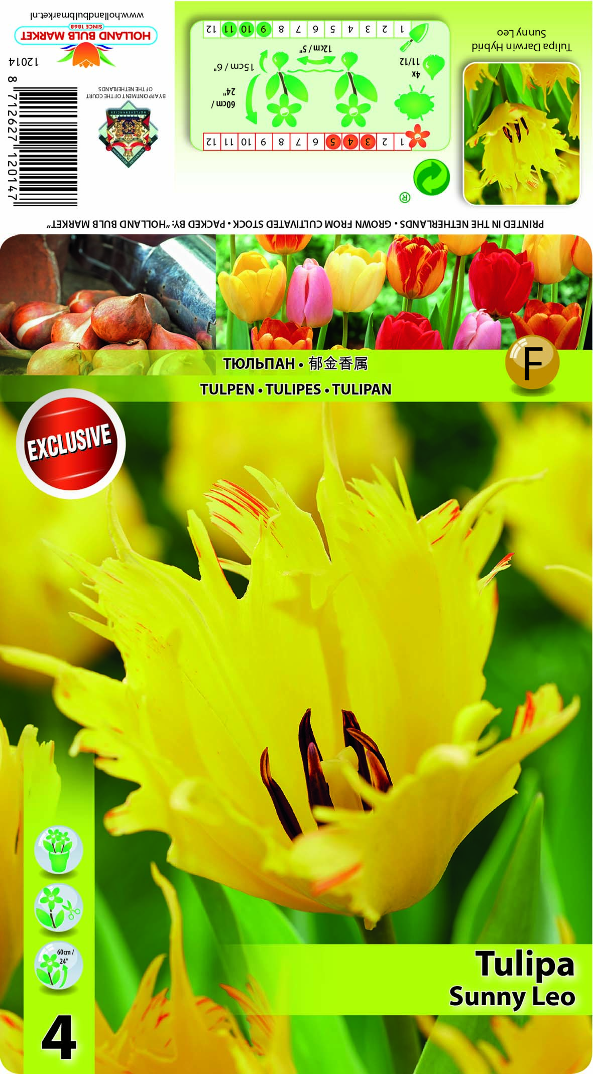 Tulpe Sunny Leo 5 gab.