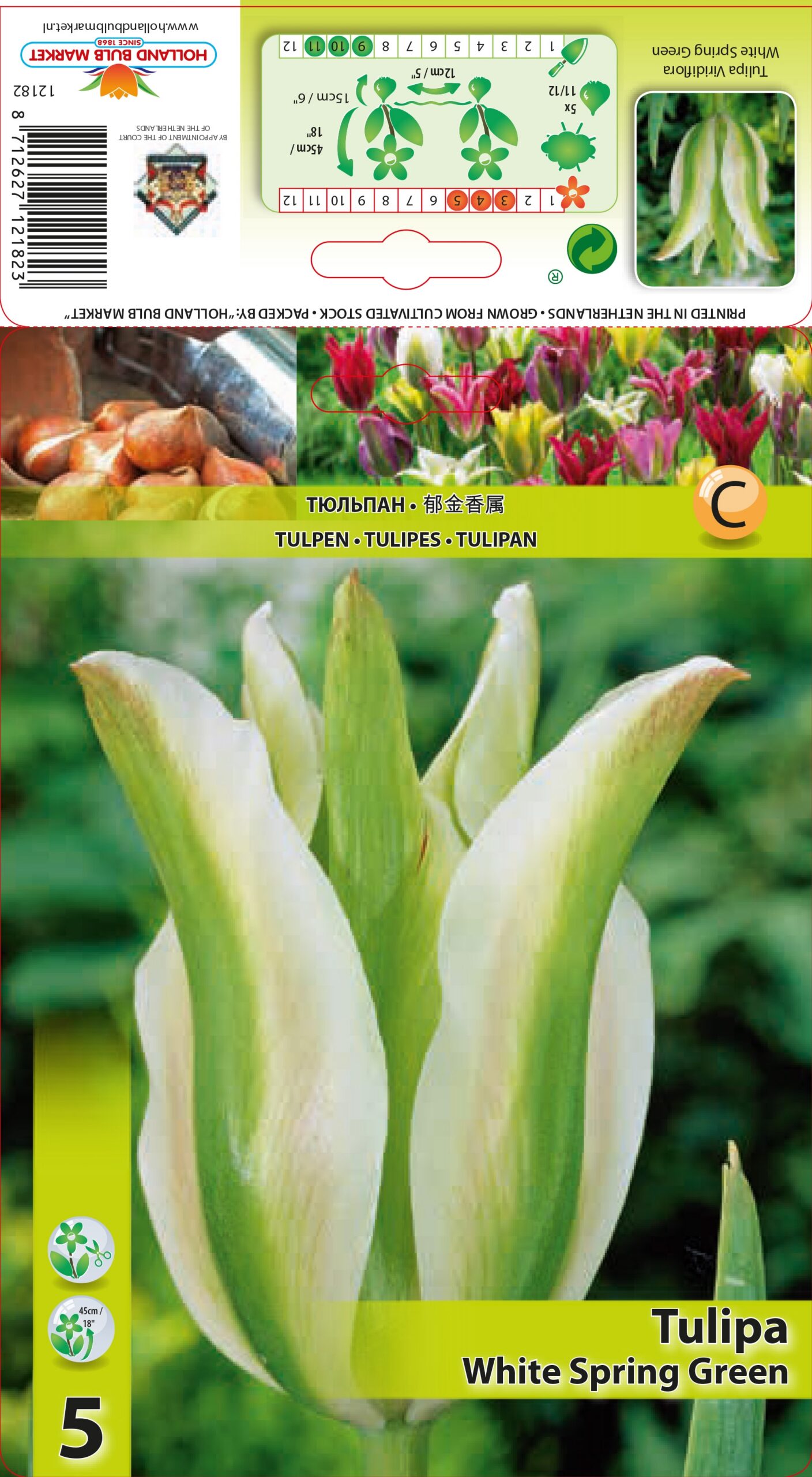 Tulpe White Spring Green 5 gab.