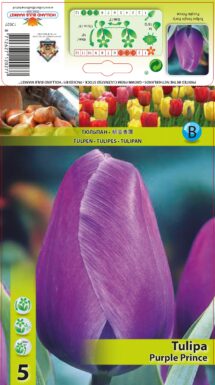 Tulpe Purple Prince 5 gab.