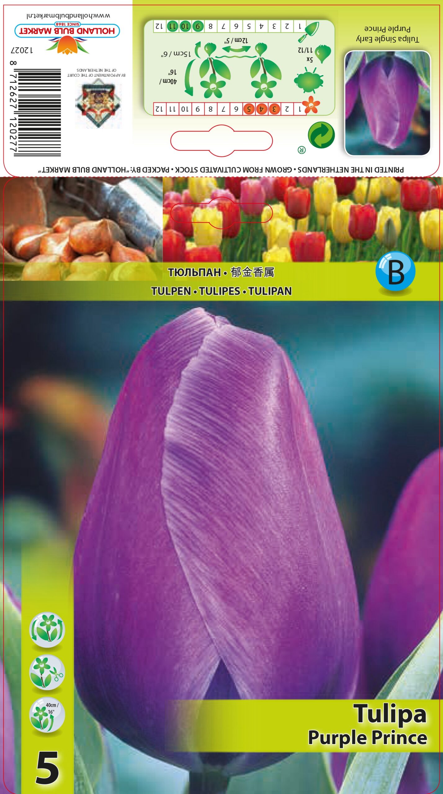 Tulpe Purple Prince 5 gab.
