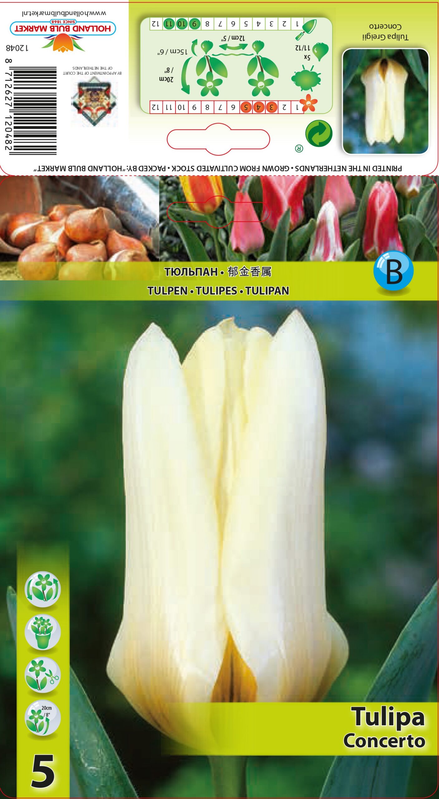 Tulpe Concerto 5 gab.