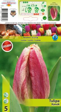 Tulpe Kanok 5 gab.