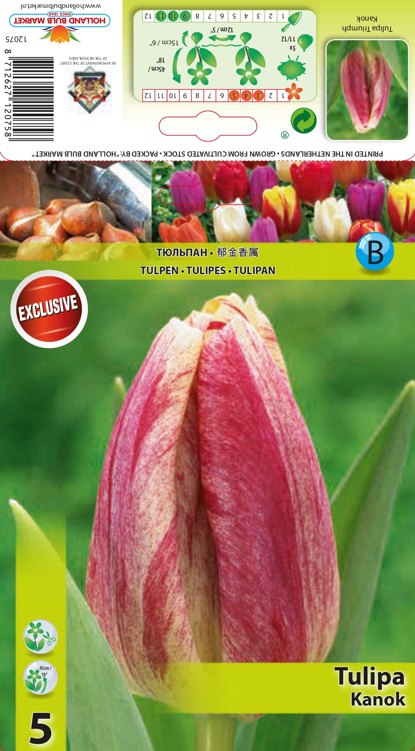 Tulpe Kanok 5 gab.