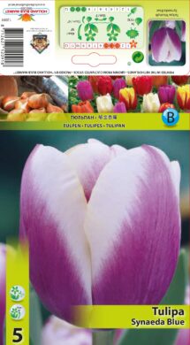 Tulpe Synaeda Blue 5 gab.