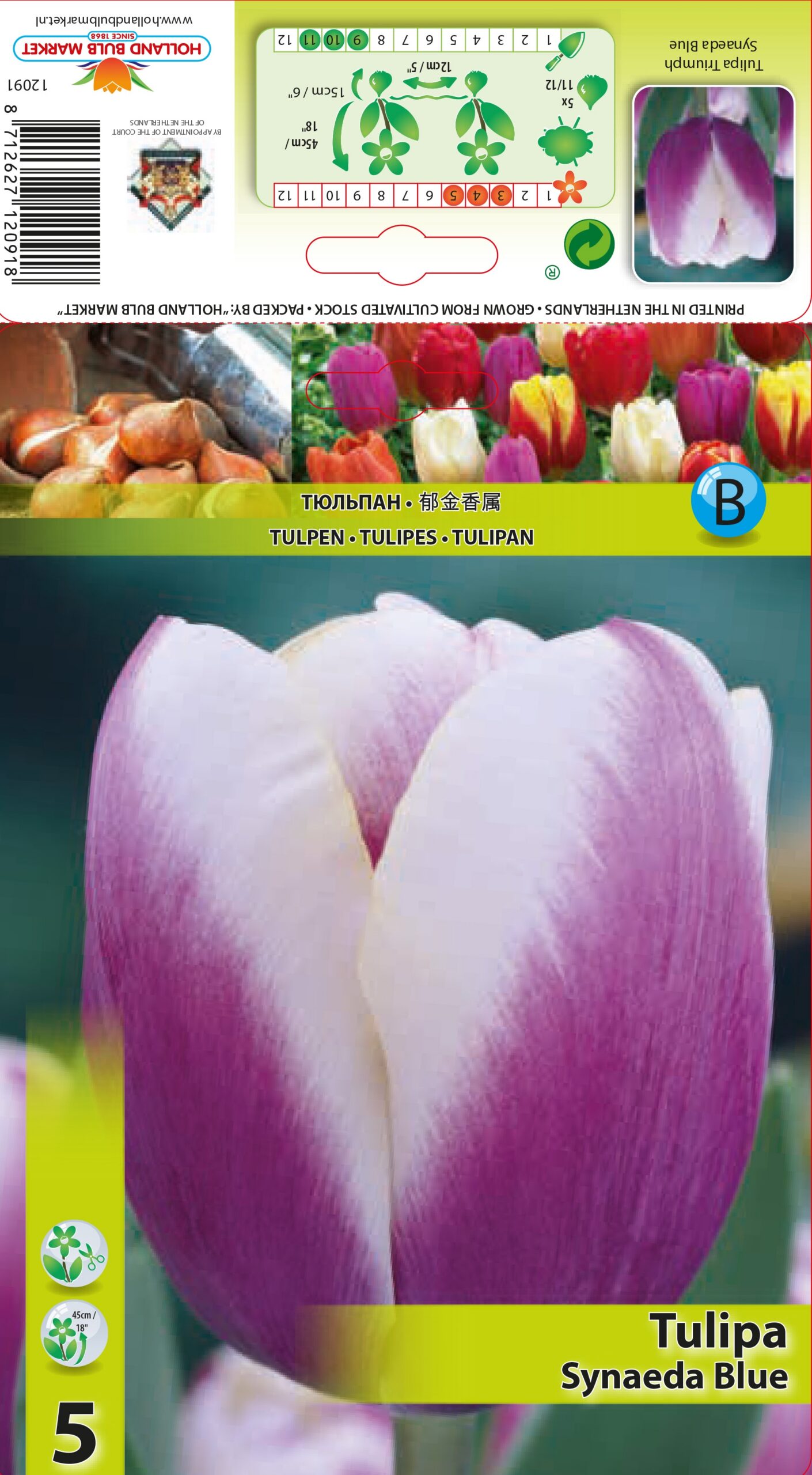 Tulpe Synaeda Blue 5 gab.