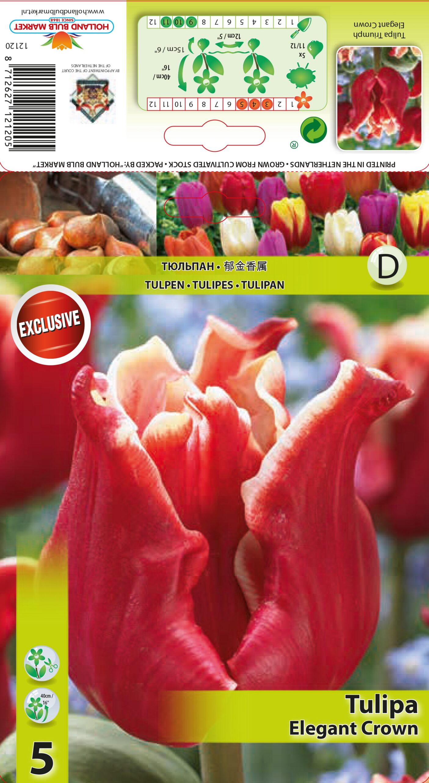 Tulpe Elegant Crown 5 gab.