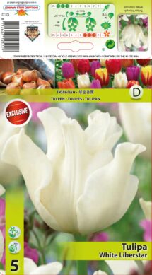 Tulpe White Liberstar 5 gab.