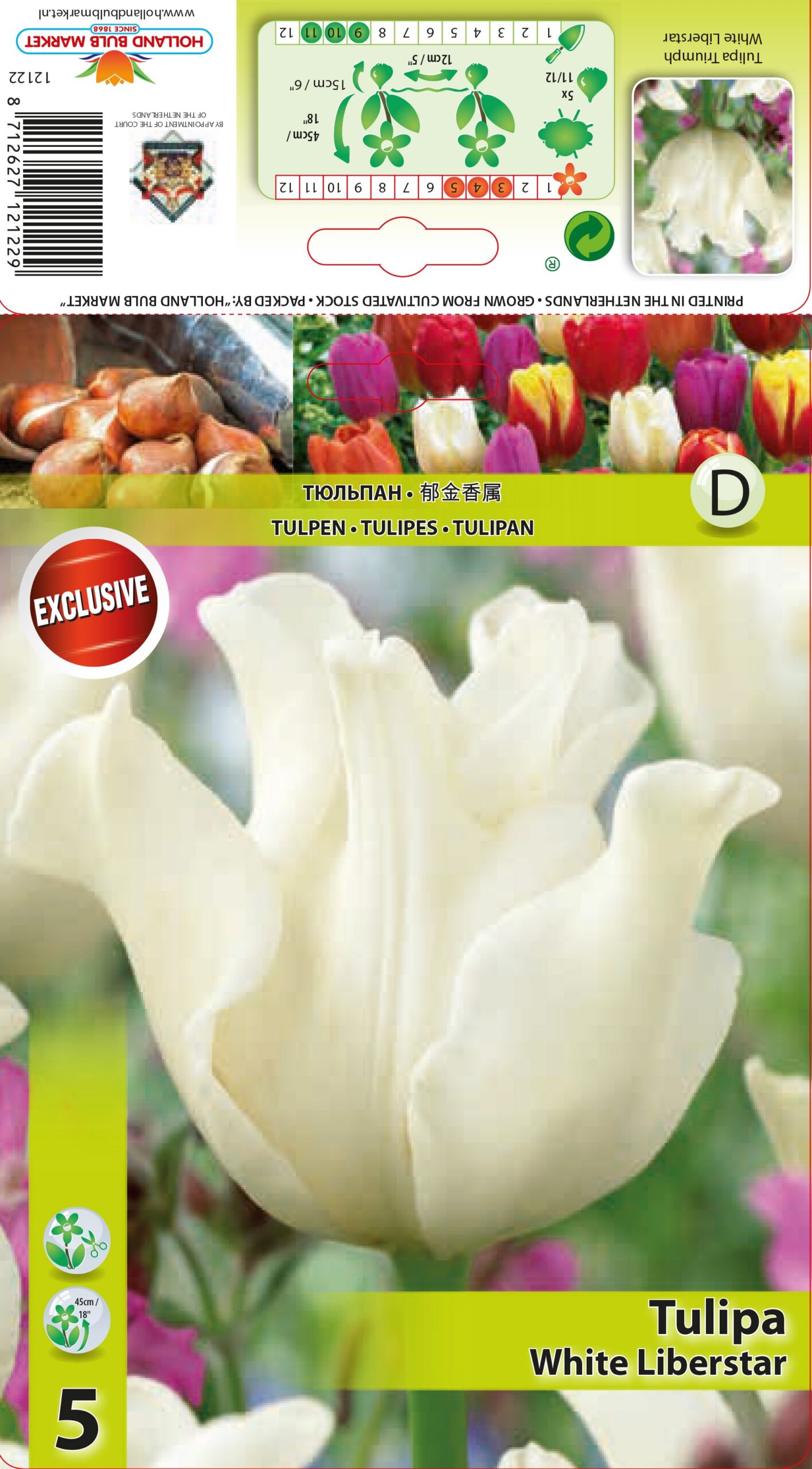 Tulpe White Liberstar 5 gab.