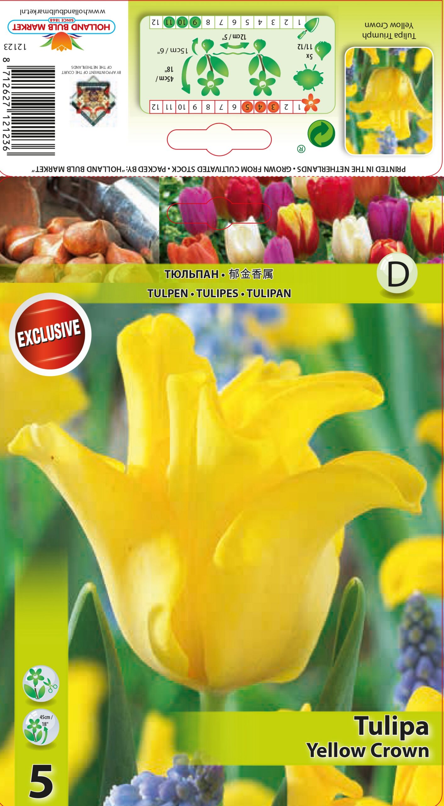 Tulpe Yellow Crown 5 gab.