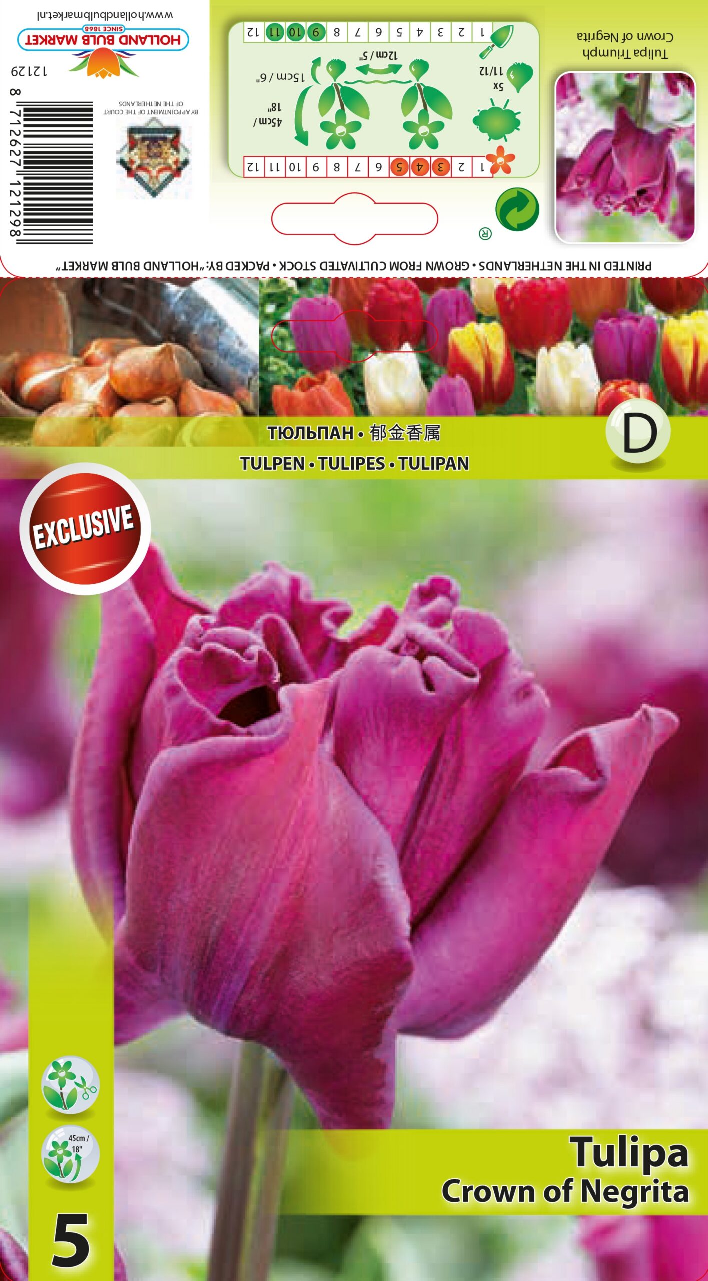 Tulpe Crown of Negrita 5 gab.