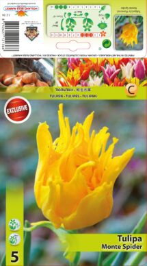 Tulpe Monte Spider 5 gab.