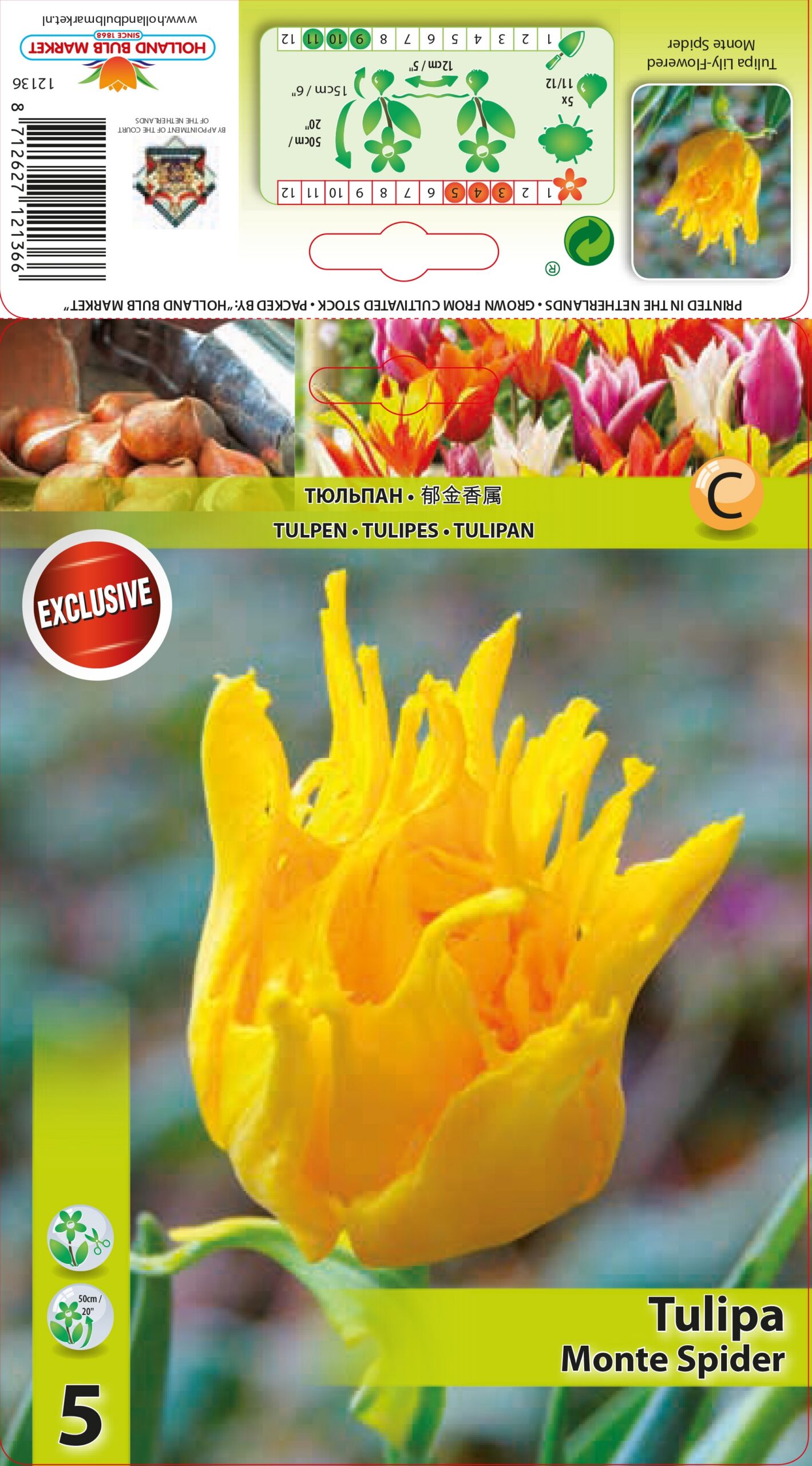 Tulpe Monte Spider 5 gab.