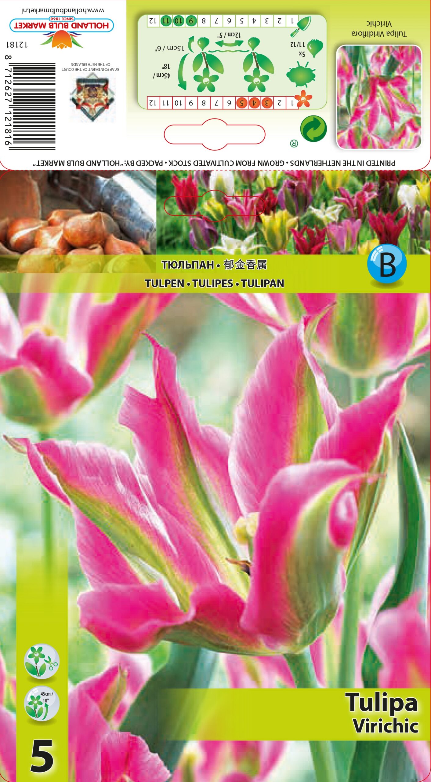 Tulpe Virichic 5 gab.