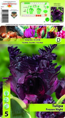 Tulpe Frozen Night 5 gab.