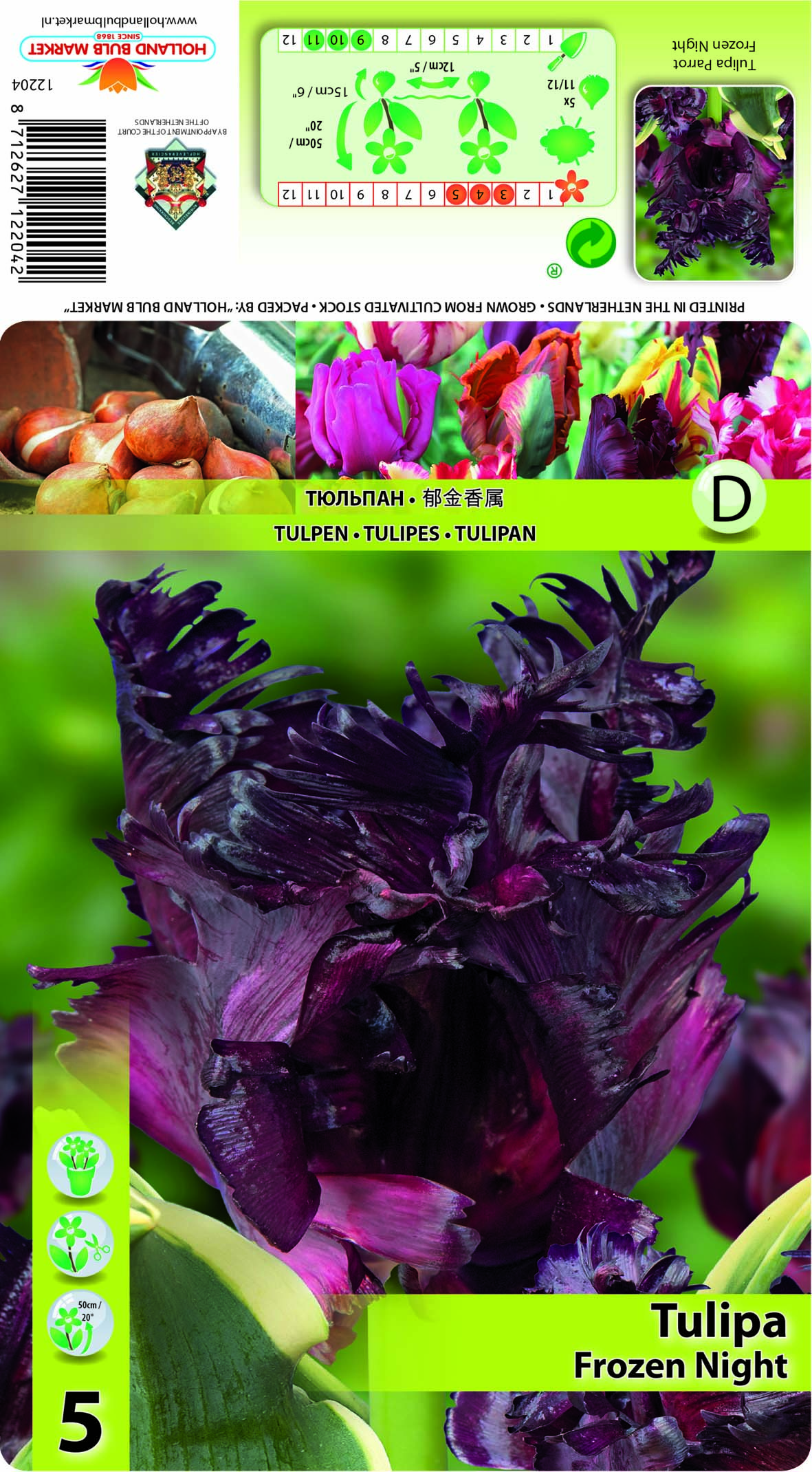 Tulpe Frozen Night 5 gab.