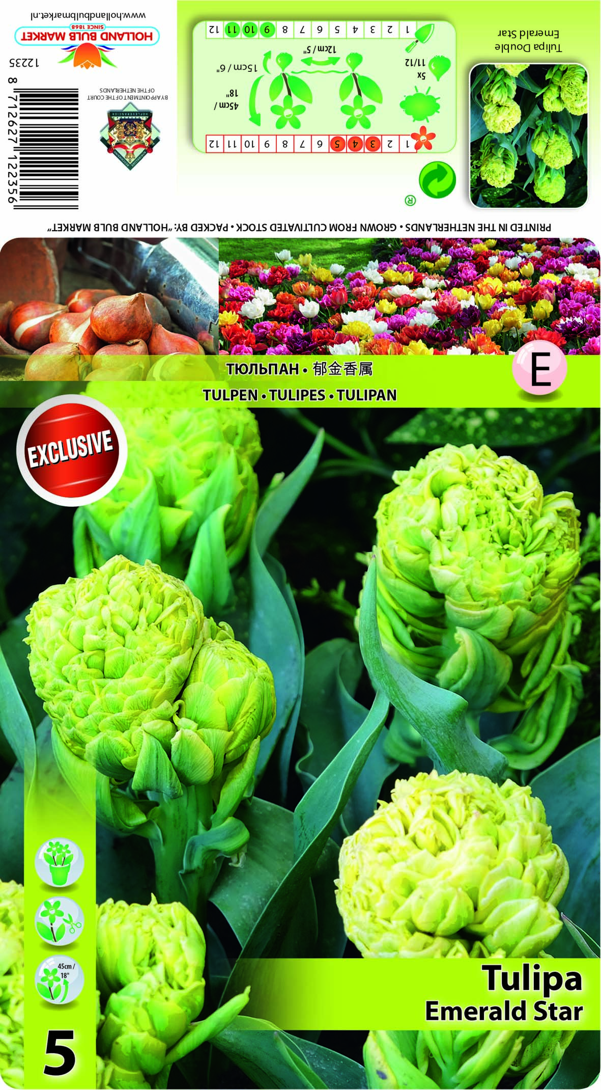 Tulpe Emerald Star 5 gab.