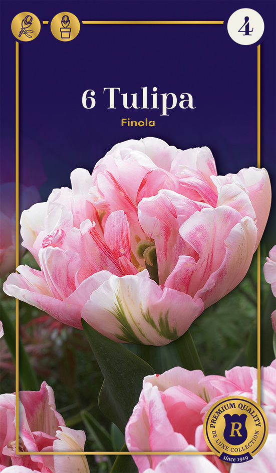 Tulpe Finola 6 gab.
