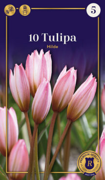 Botāniskā tulpe Hilde 10 gab.