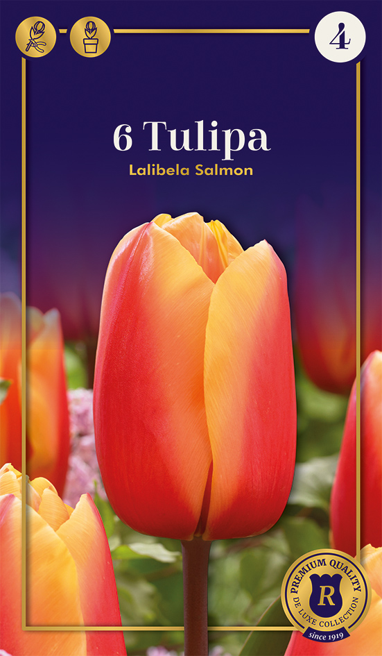 Tulpe Lalibela Salmon 6 gab.