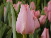 Tulpe Lasergame 1 gab.