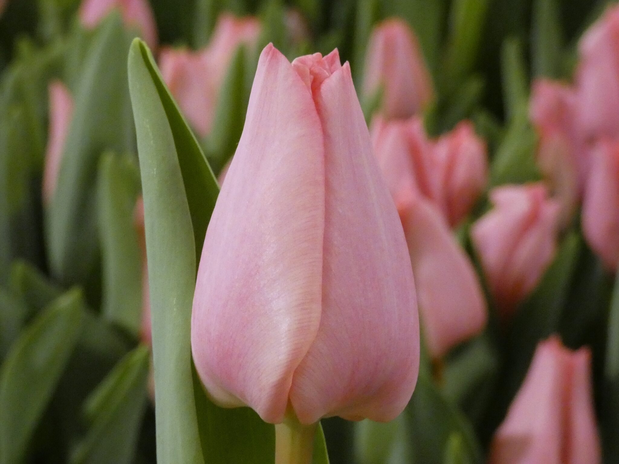 Tulpe Lasergame 1 gab.