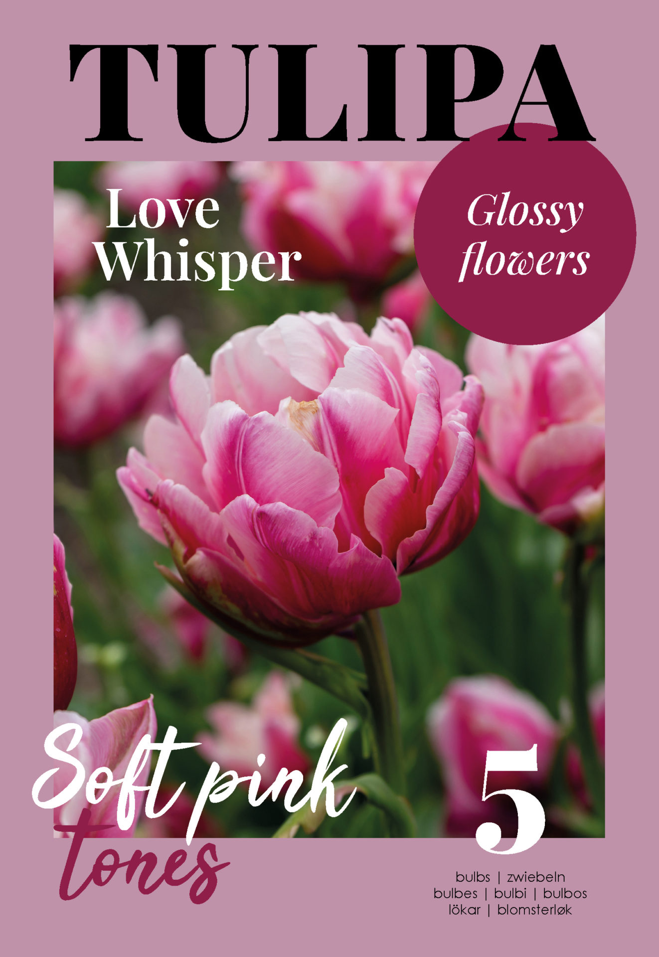 Tulpe Love Whisper 5 gab.