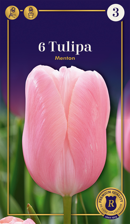 Tulpe Menton 6 gab.