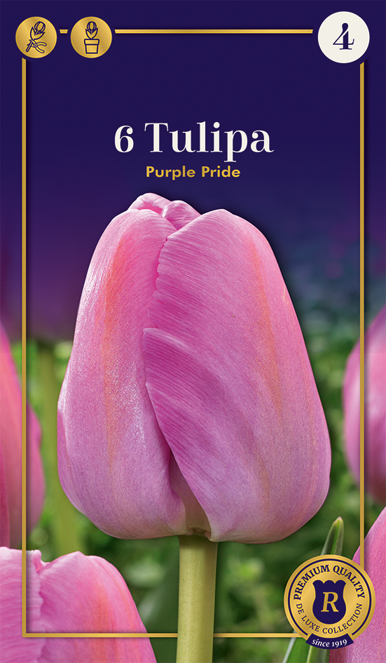 Tulpe Purple Pride 6 gab.