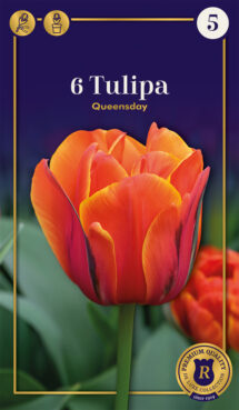 Tulpe Queensday 6 gab.
