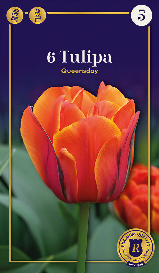 Tulpe Queensday 6 gab.
