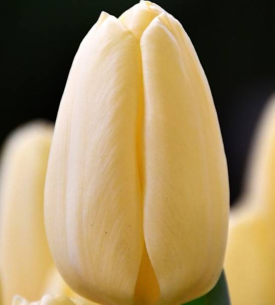 Tulpe Creme Fraiche 1 gab.