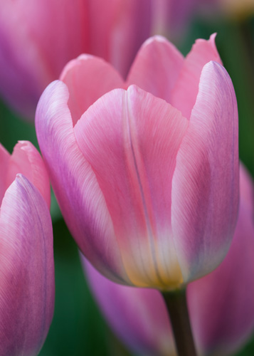 Tulpe Light and Dreamy 1 gab.