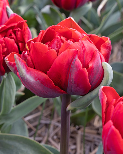 Tulpe Red Princess 1 gab.