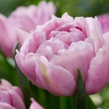 Tulpe Katinka 1 gab.