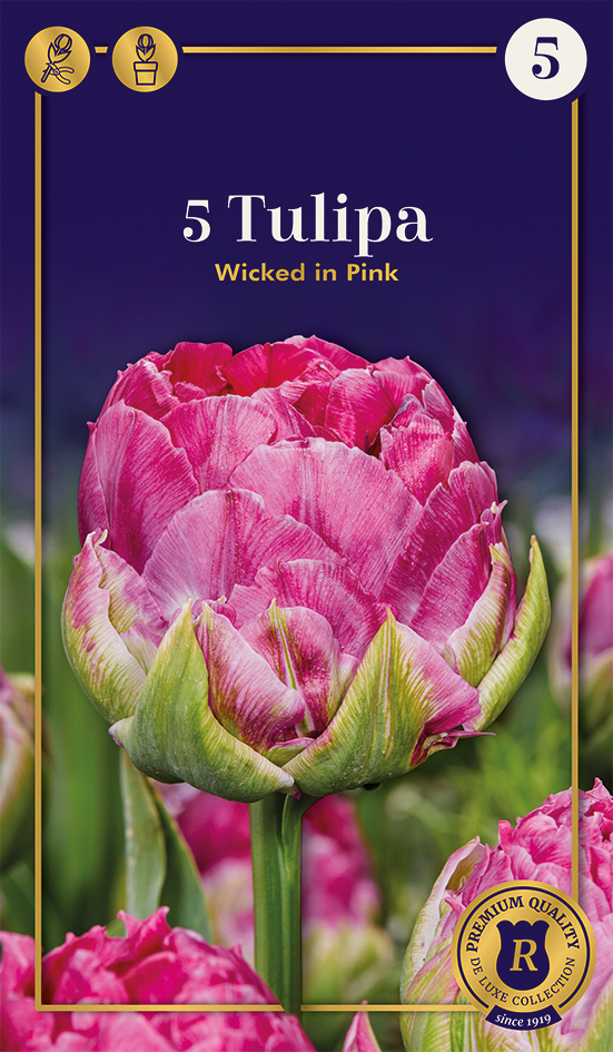 Tulpe Wicked in Pink 5 gab.