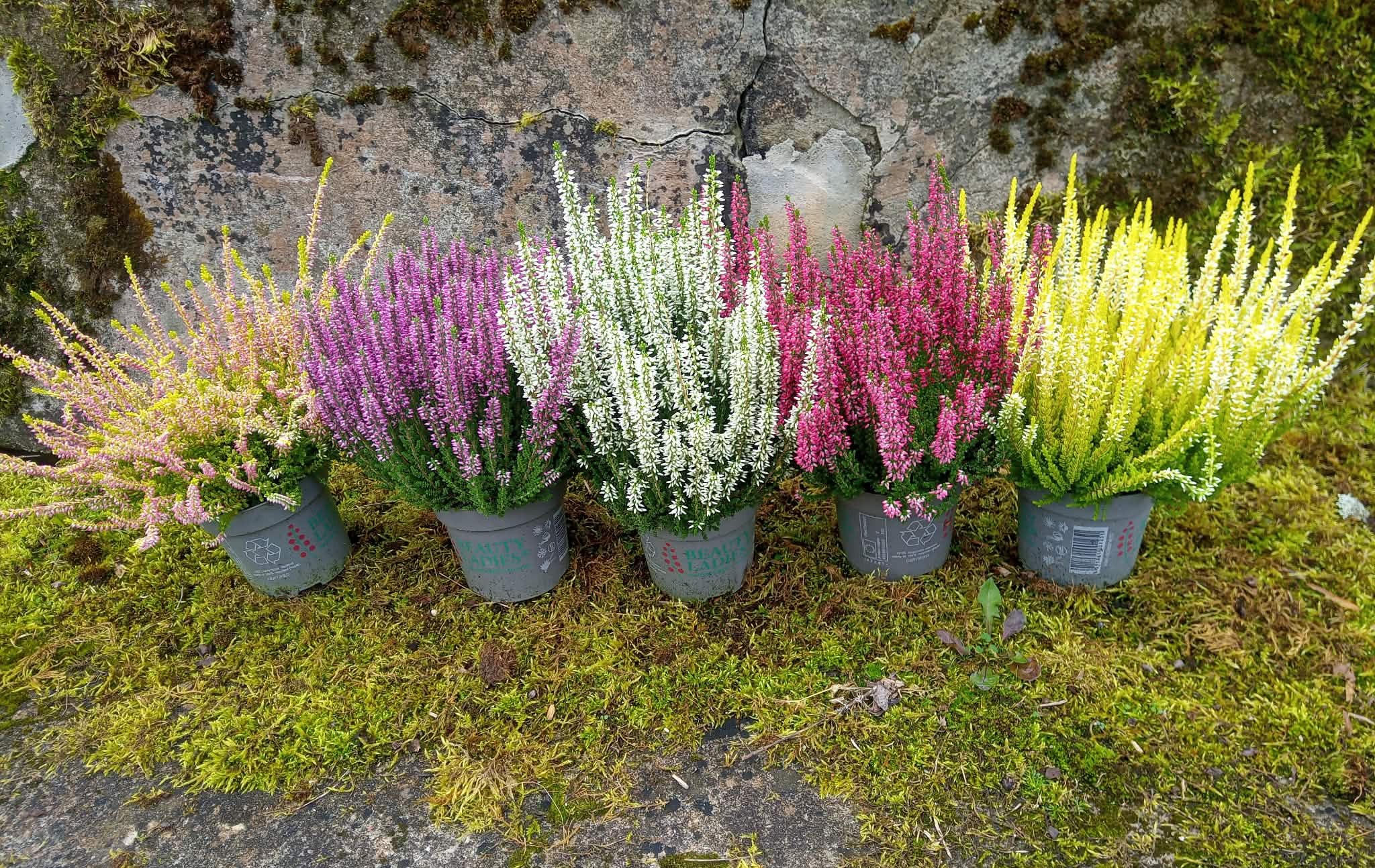 Virši Ladies Uni P11 balti, violeti, dzelteni, rozā