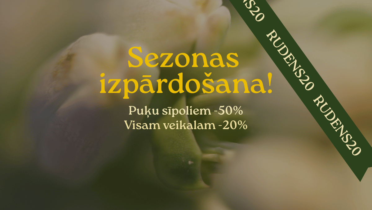 Puķu sīpoliem -50%